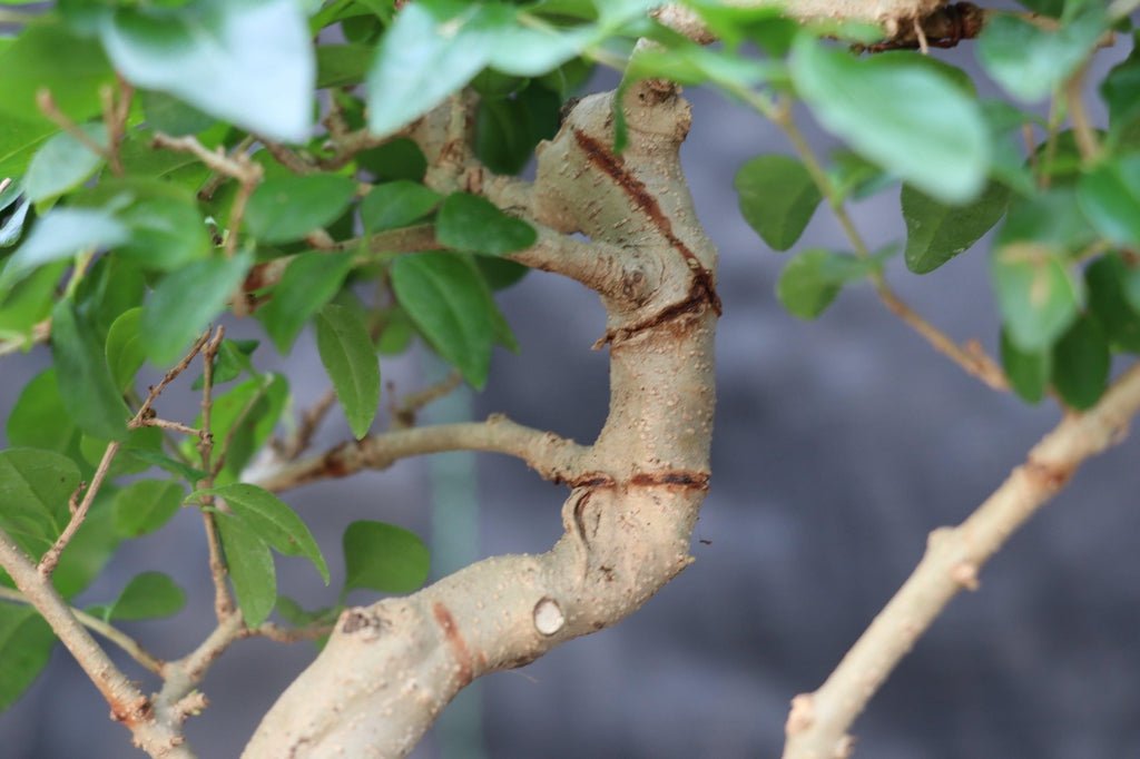 Flowering Ligustrum Bonsai Tree Bark