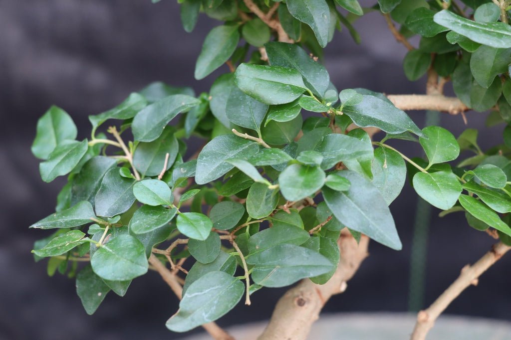 Flowering Ligustrum Bonsai Tree Leaves