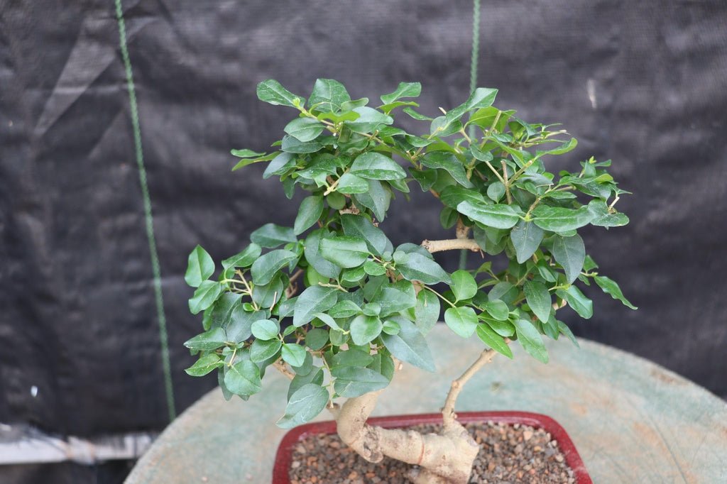 Flowering Ligustrum Bonsai Tree Canopy