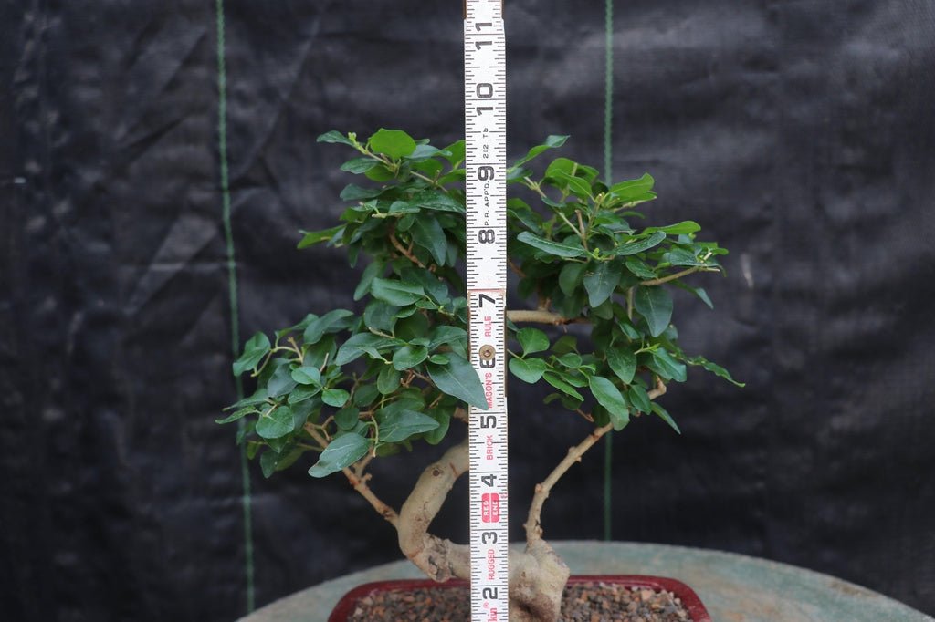 Flowering Ligustrum Bonsai Tree Size