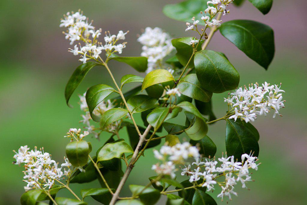 Ligustrum Flowers