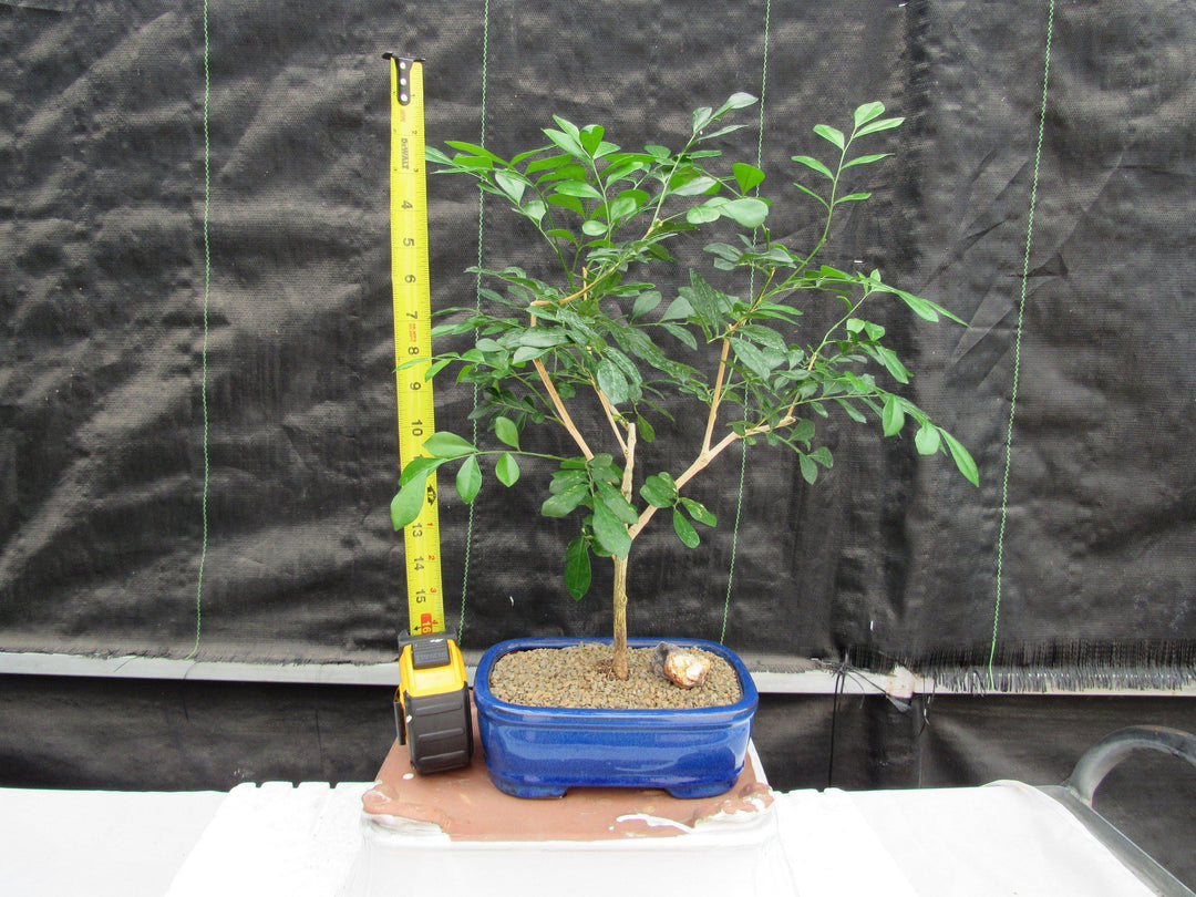 Flowering Orange Jasmine Bonsai Tree Height
