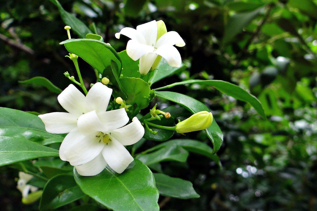 Orange Jasmine Flowers