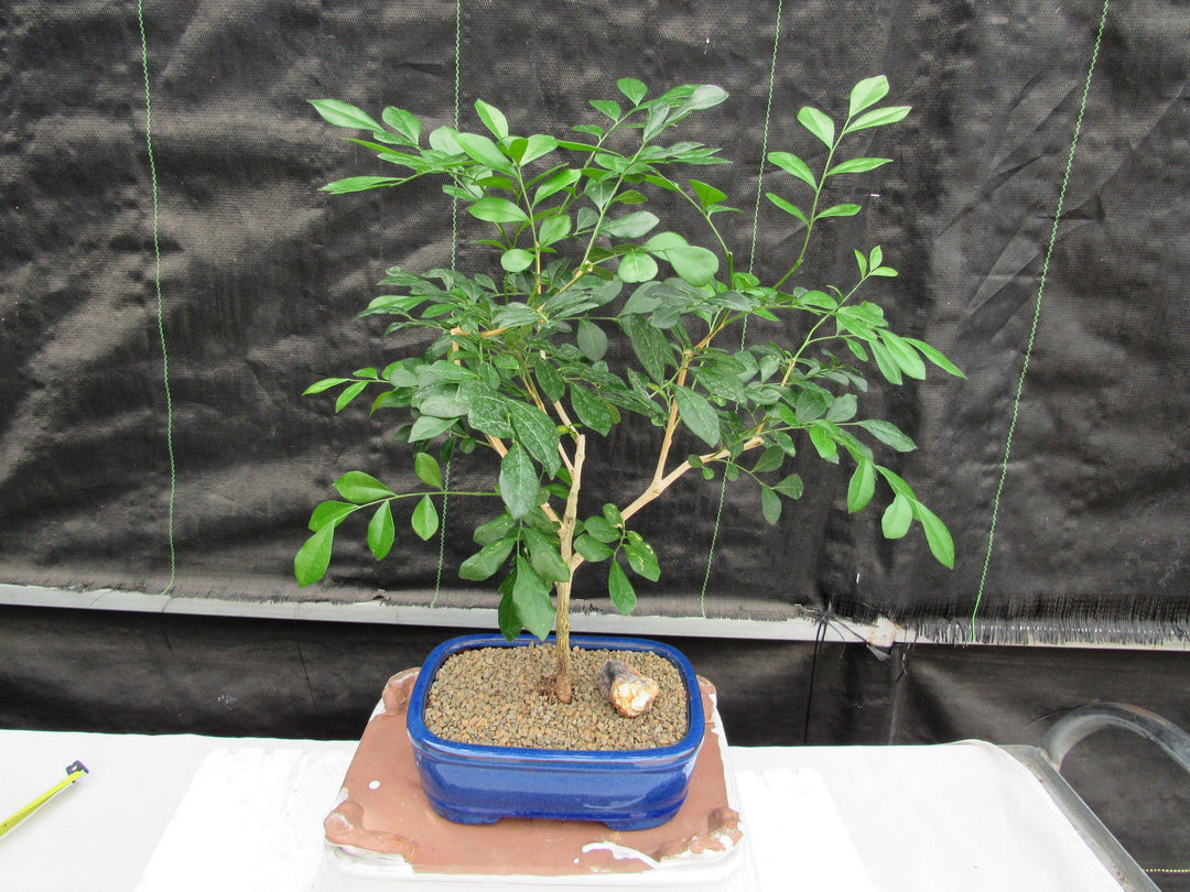 Flowering Orange Jasmine Bonsai Tree Profile