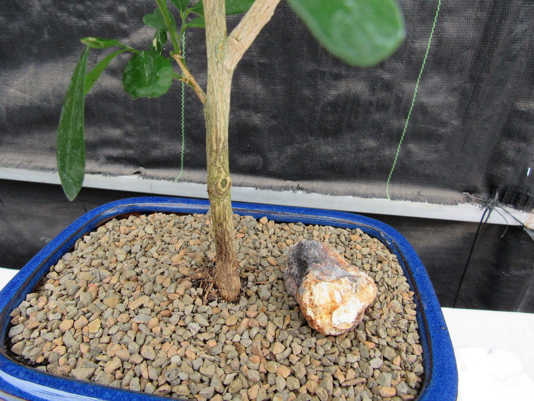 Flowering Orange Jasmine Bonsai Tree Trunk