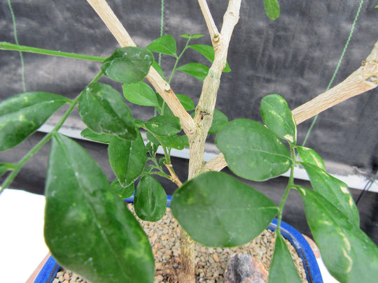 orange jasmine bonsai tree Flowering Orange Jasmine Bonsai Tree