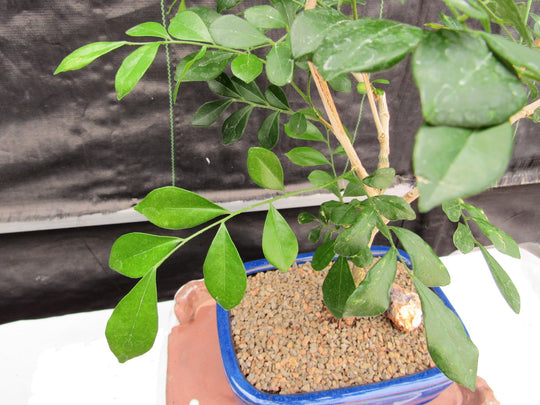 orange jasmine bonsai tree Flowering Orange Jasmine Bonsai Tree