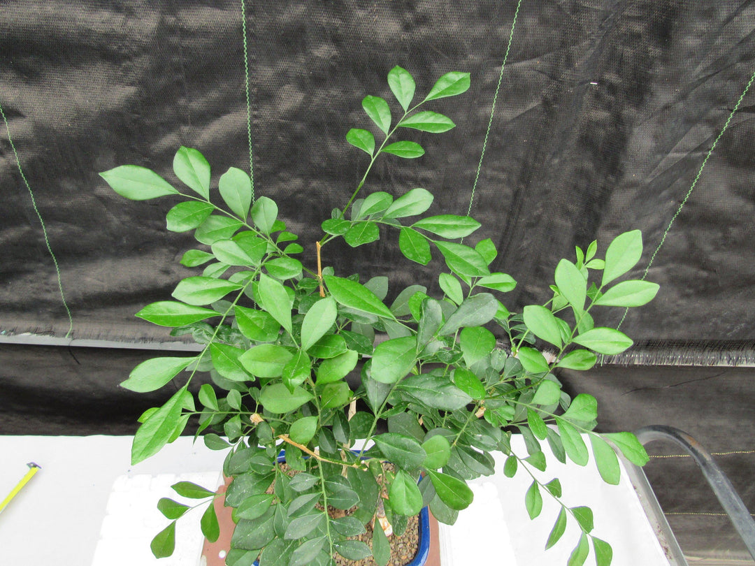 Flowering Orange Jasmine Bonsai Tree Canopy