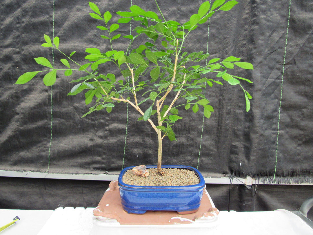 Flowering Orange Jasmine Bonsai Tree Back