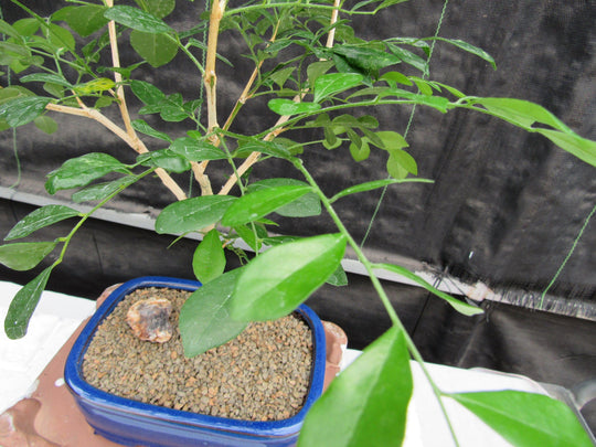 orangen jasmin bonsai Flowering Orange Jasmine Bonsai Tree