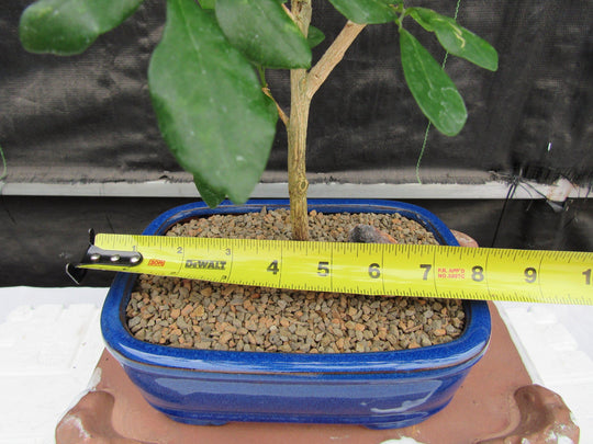 orange jasmine bonsai tree Flowering Orange Jasmine Bonsai Tree
