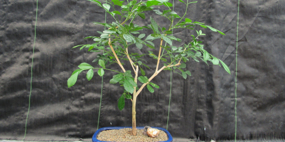 Flowering Orange Jasmine Bonsai Tree