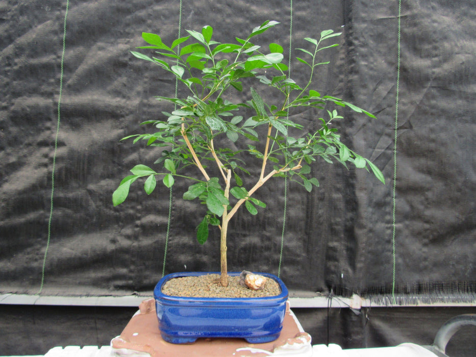 jasmine bonsai tree for sale Flowering Orange Jasmine Bonsai Tree
