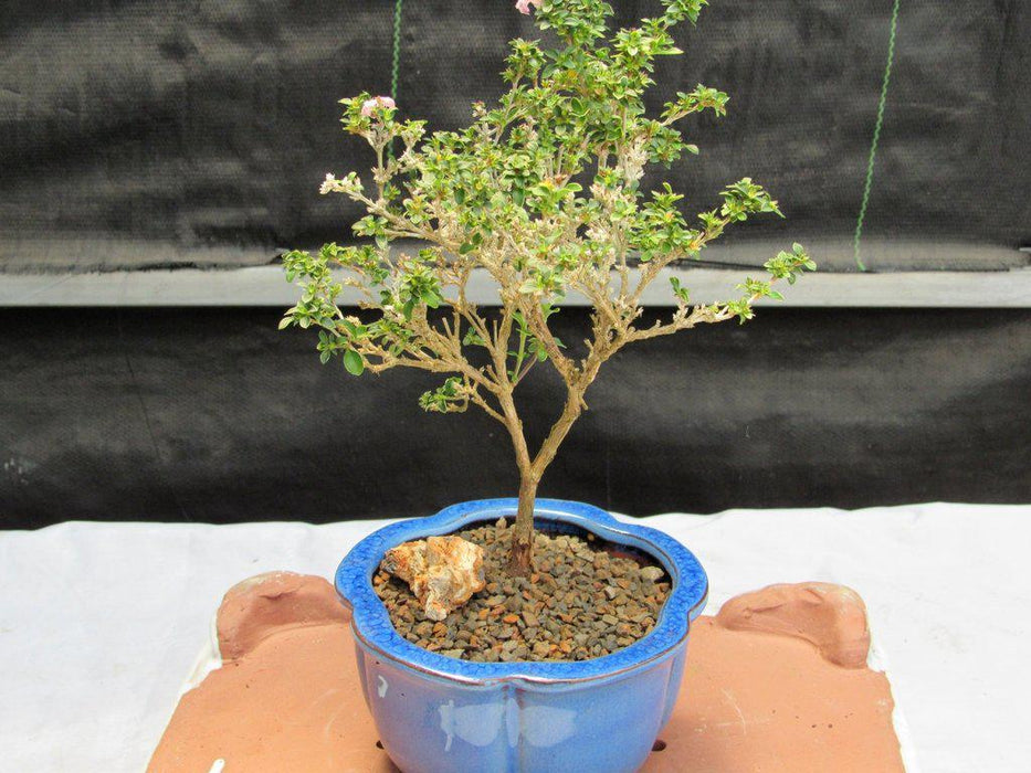 Flowering Pink Serissa Bonsai Tree Straight Shot