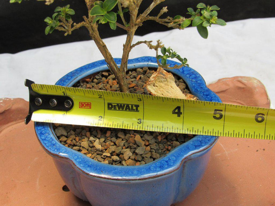 Flowering Pink Serissa Bonsai Tree Size