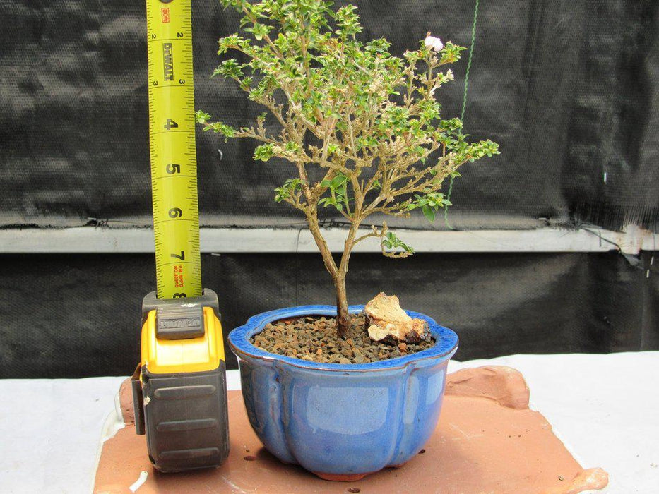 Flowering Pink Serissa Bonsai Tree Height