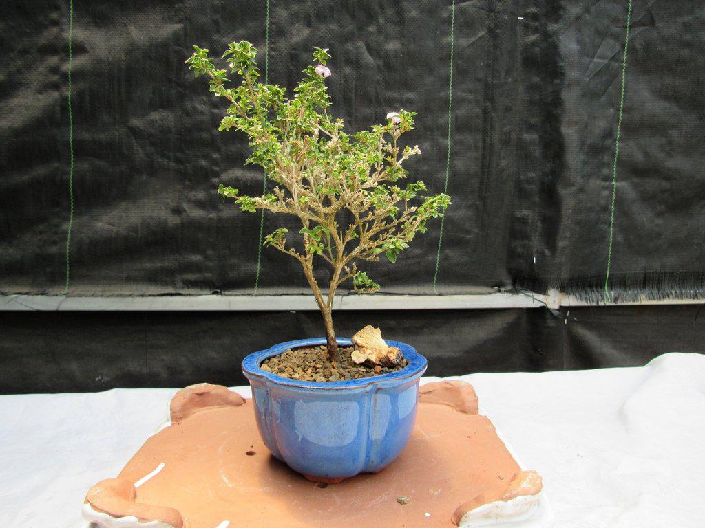 Flowering Pink Serissa Bonsai Tree