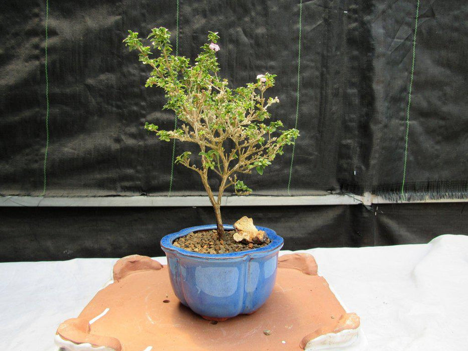 Flowering Pink Serissa Bonsai Tree