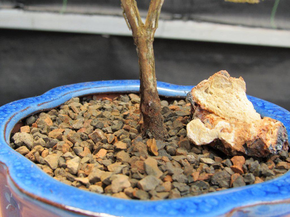 Flowering Pink Serissa Bonsai Tree Trunk