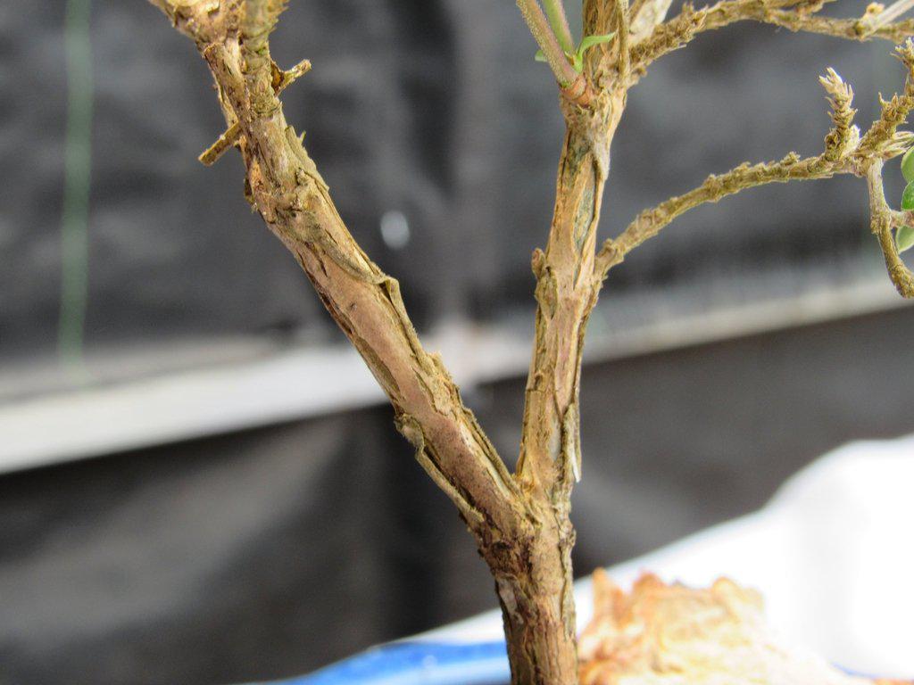 Flowering Pink Serissa Bonsai Tree Bark Closeup