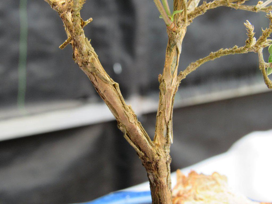 Flowering Pink Serissa Bonsai Tree Bark Closeup