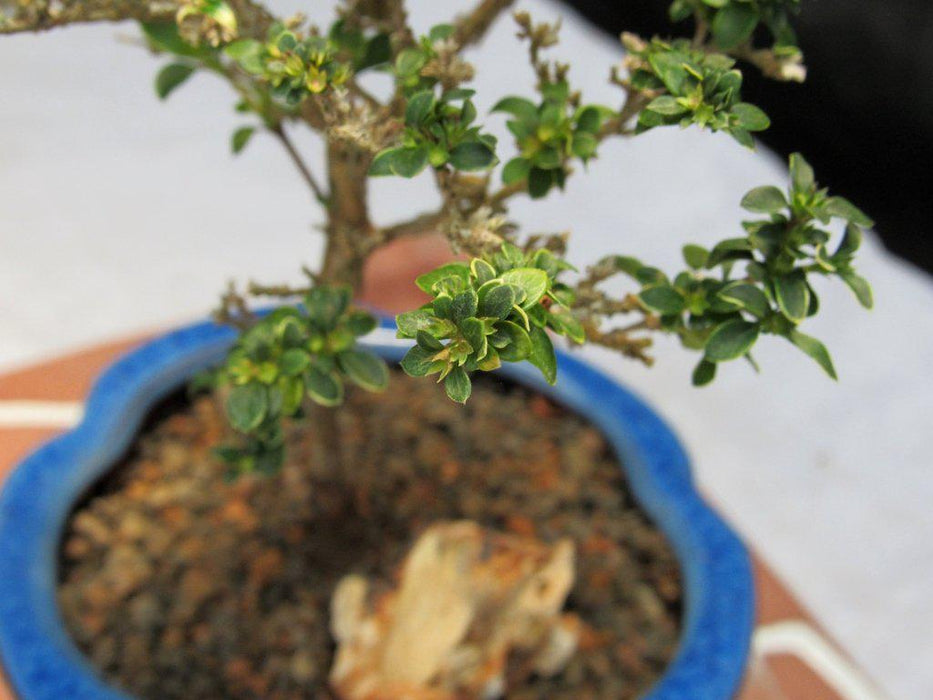 Flowering Pink Serissa Bonsai Tree Foliage