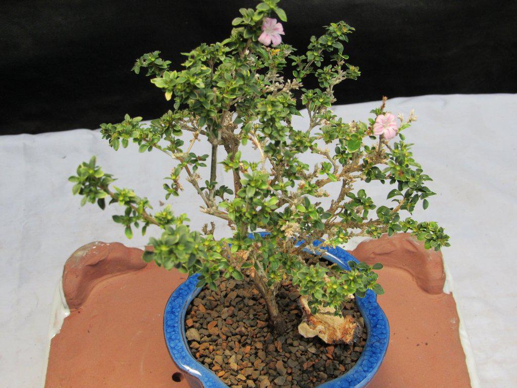 Flowering Pink Serissa Bonsai Tree Top