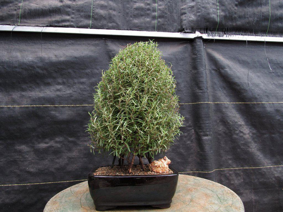 Flowering Rosemary Bonsai Tree Profile