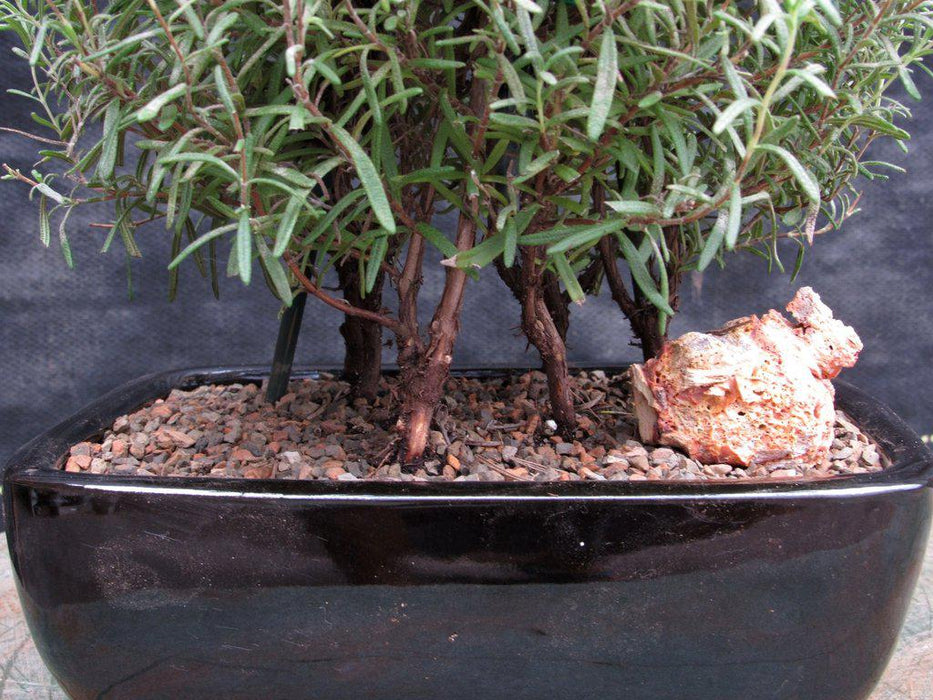 Flowering Rosemary Bonsai Tree  Trunk