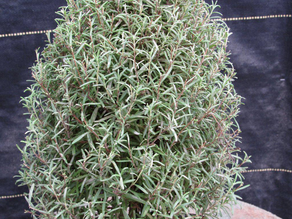 Flowering Rosemary Bonsai Tree Foliage