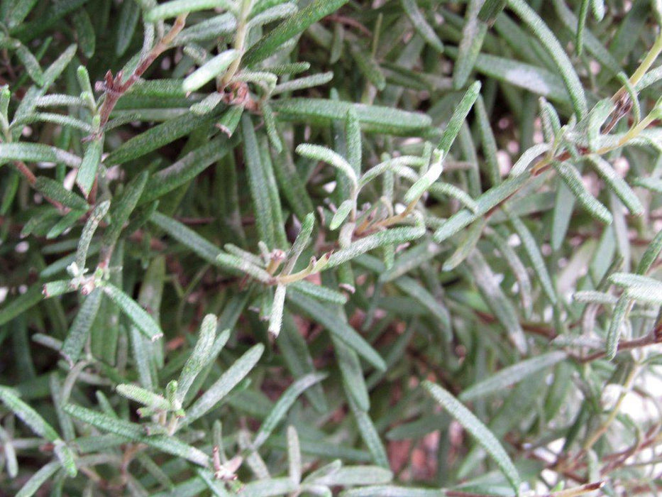 Flowering Rosemary Bonsai Tree Herb