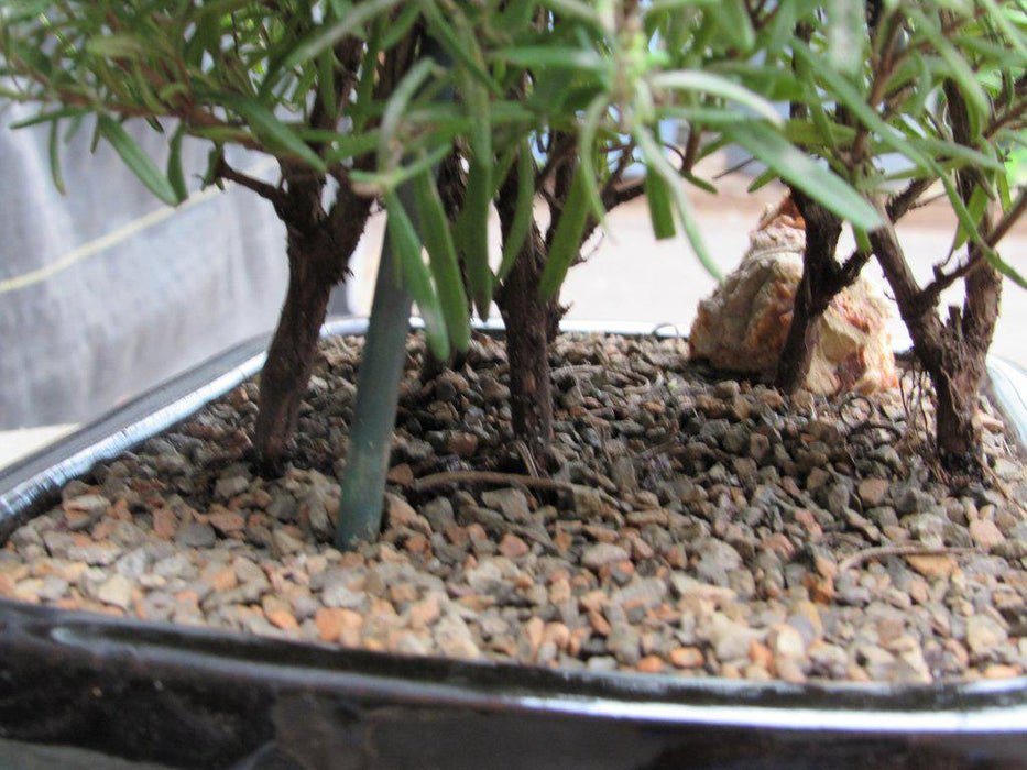 Flowering Rosemary Bonsai Tree Side