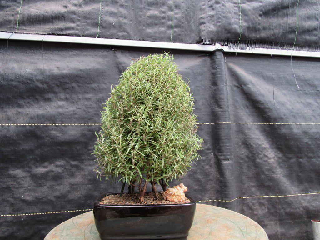 Flowering Rosemary Bonsai Tree