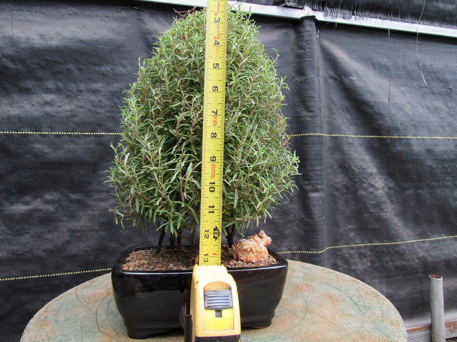 Flowering Rosemary Bonsai Tree Size