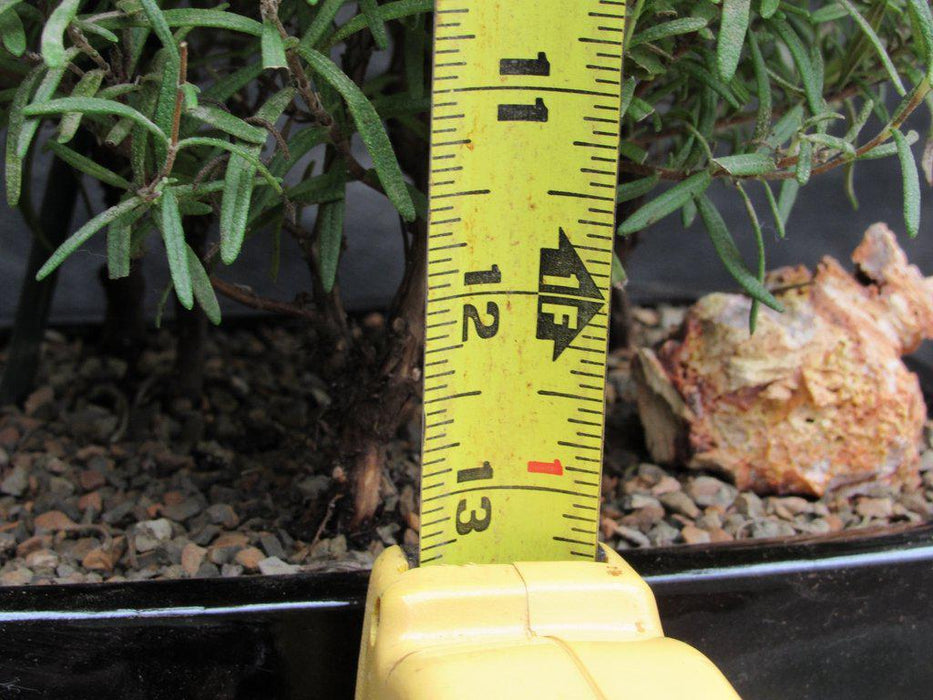 Flowering Rosemary Bonsai Tree Height