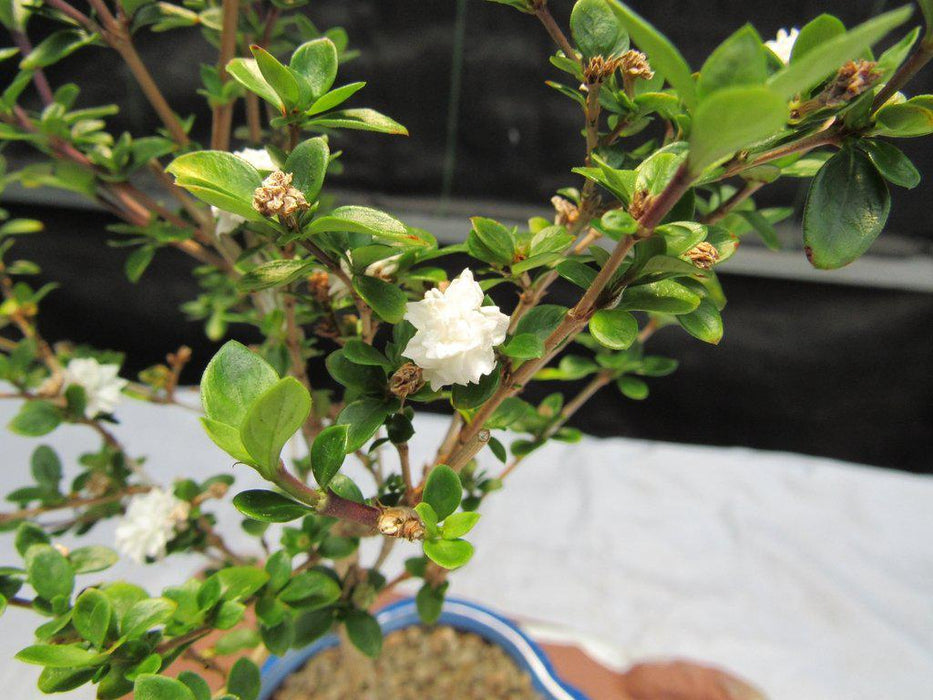 Flowering Serissa Snow Rose Bonsai Tree Flowering