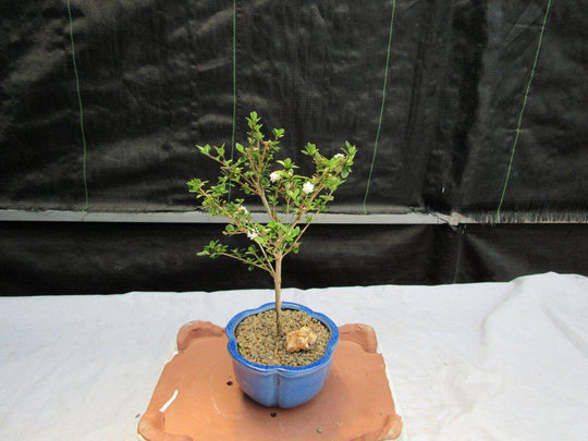 white rose bonsai tree Flowering Serissa Snow Rose Bonsai Tree