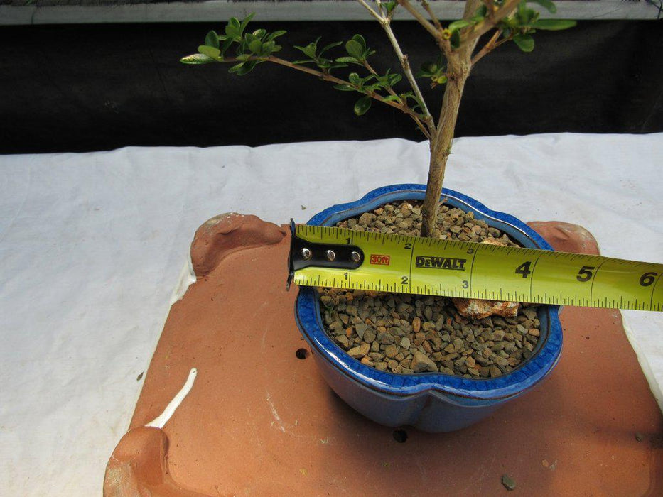 Flowering Serissa Snow Rose Bonsai Tree Size