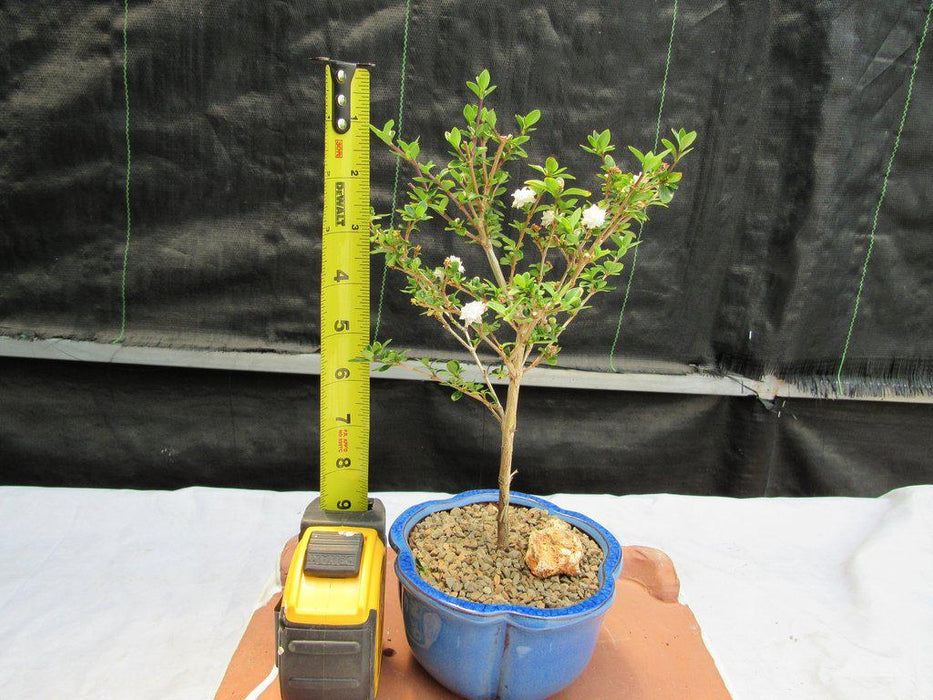 white rose bonsai tree Flowering Serissa Snow Rose Bonsai Tree
