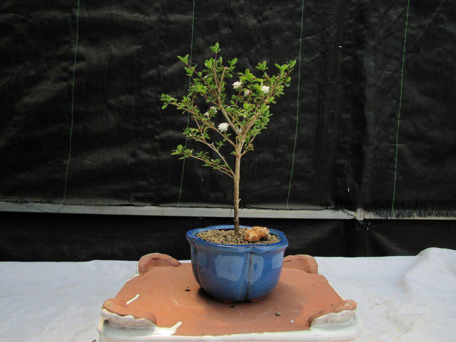 Flowering Serissa Snow Rose Bonsai Tree