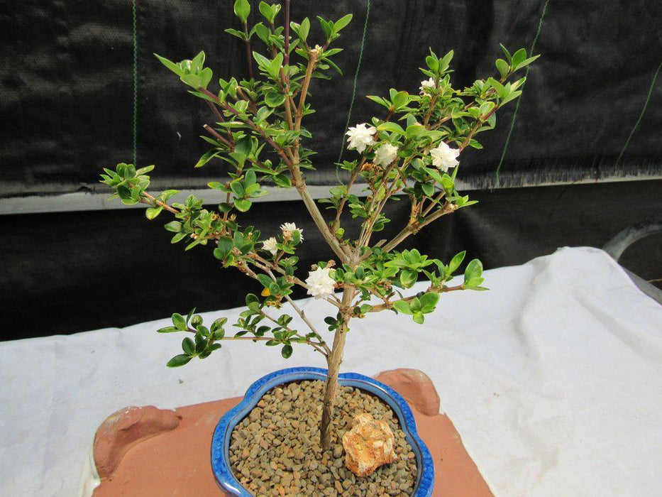 snow rose bonsai tree Flowering Serissa Snow Rose Bonsai Tree
