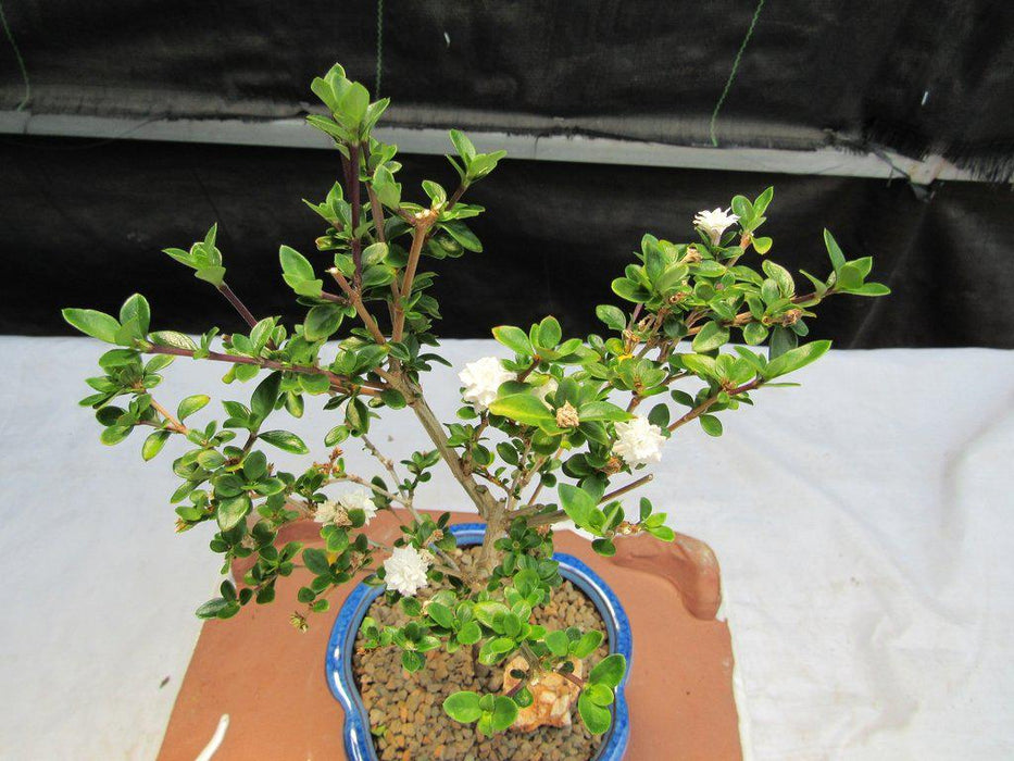 Flowering Serissa Snow Rose Bonsai Tree Canopy