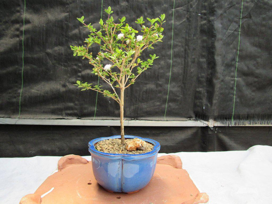 Flowering Serissa Snow Rose Bonsai Tree Profile