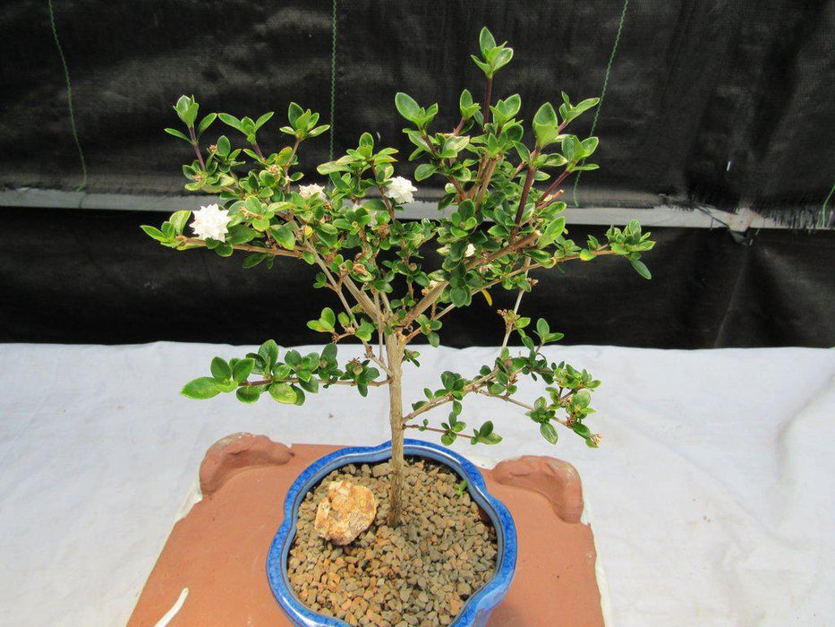 Flowering Serissa Snow Rose Bonsai Tree Top