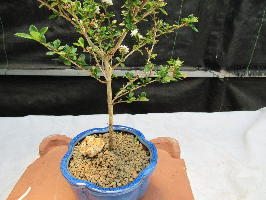 Flowering Serissa Snow Rose Bonsai Tree Foliage