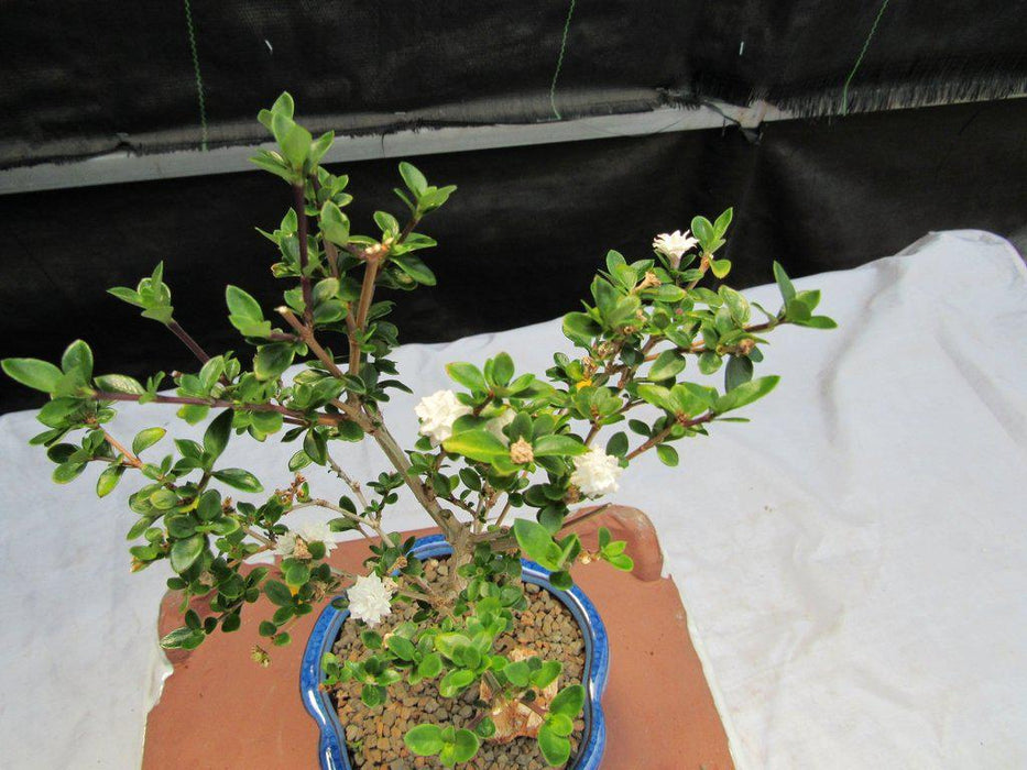 Flowering Serissa Snow Rose Bonsai Tree Top Down