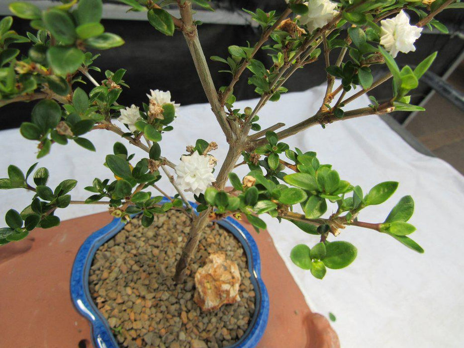 Flowering Serissa Snow Rose Bonsai Tree Flower Closeup