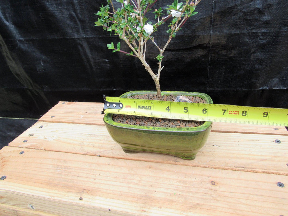 Medium Flowering Serissa Snow Rose Bonsai Tree Width