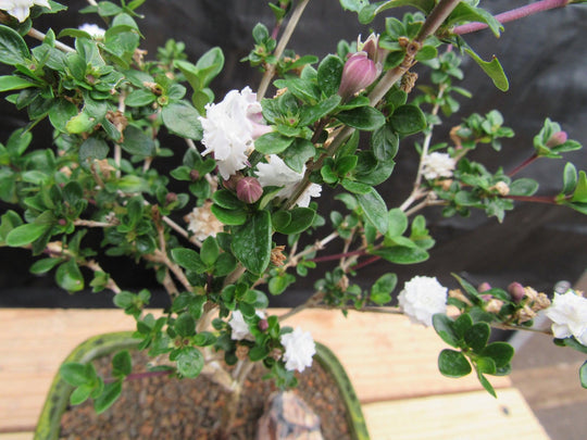 snow rose bonsai tree Flowering Serissa Snow Rose Bonsai Tree