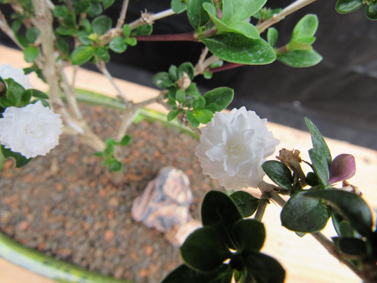 Flowering Serissa Snow Rose Bonsai Tree